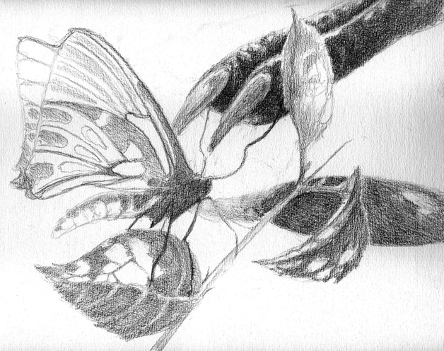 A drawing of a butterfly in the grip of an alien claw.