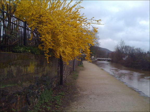 The Lambertville tow path with a nice burst of forsythia. The Lambertville tow path with a nice burst of forsythia.