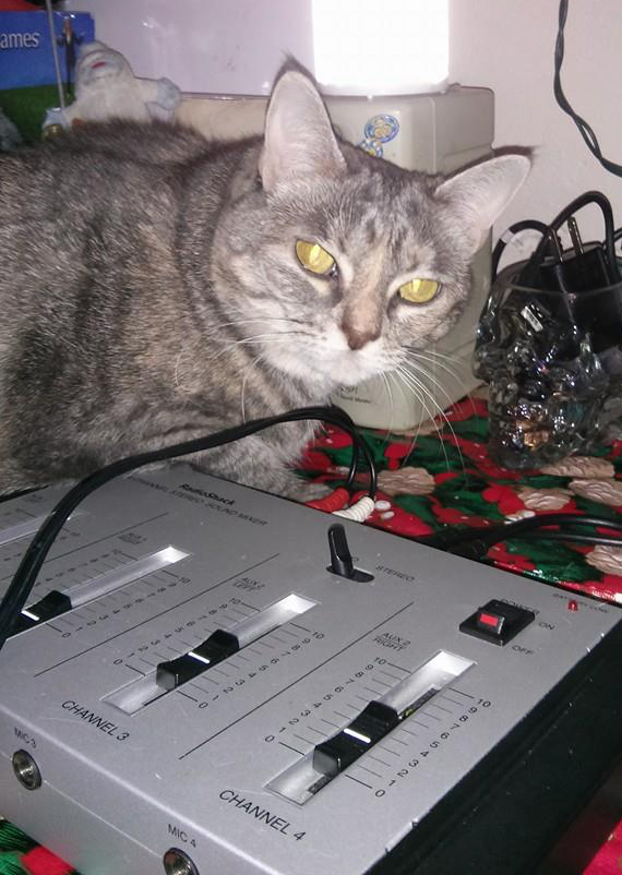 A kitten on top of some radio equipment.